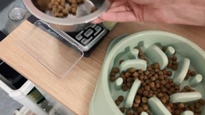 Чудо-миска для торопыжек | Французский бульдог пробует есть медленно