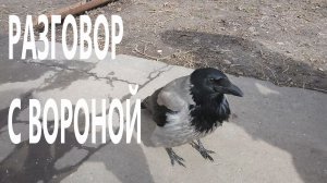 РАЗГОВОР С ВОРОНОЙ..mp4