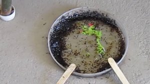 Как избавиться от муравьёв.mp4