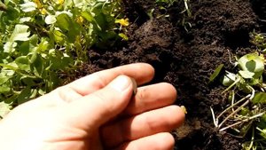 Ищем господский двор.  Поиск монет и кладов металлоискателем .