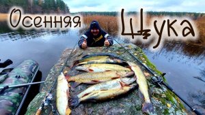 щука на финском заливе , осенняя рыбалка на крупную щуку pike on the Gulf of Finland,autumn big pike
