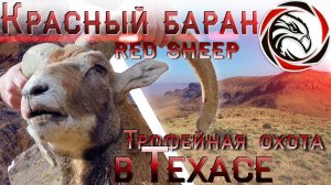 ТРОФЕЙНАЯ ОХОТА В ТЕХАСЕ. ФИЛЬМ ПЕРВЫЙ.