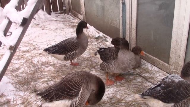 Мои гуси. Гусь крупный серый. Зимнее содержание. смотреть онлайн