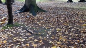 Запасы белки на зиму