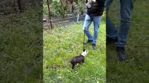 Бостон терьер Бест первый день дома