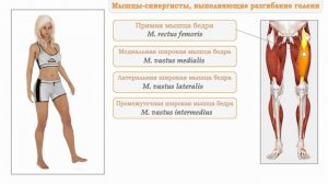 Мышцы-антагонисты, синергисты и агонисты. Анатомия.