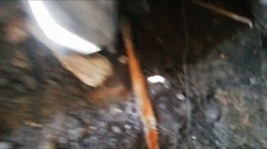 НЕ САЖАЙТЕ ЕГО у дома! // Как девичий виноград разрушает постройки