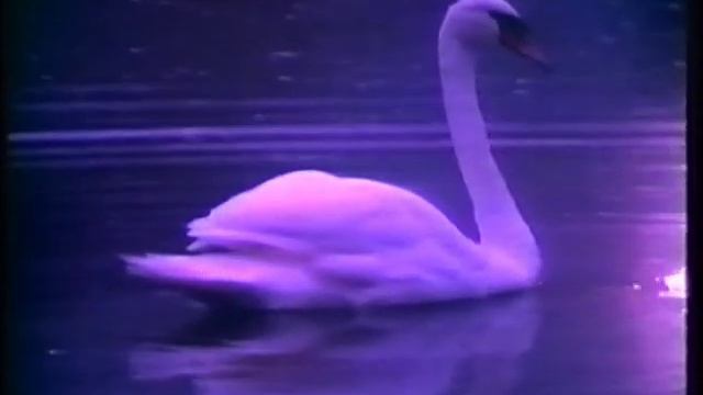 Gloria Vanderbilt Parfüm Werbung 1989 смотреть онлайн