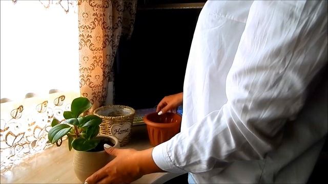 ?Обзор покупок, делюсь своим мнением☺ и пересадка дикого ?каштана? смотреть онлайн