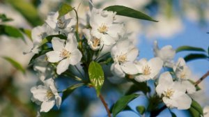 Футаж — Цветущая яблоня (яблоня цветет). Футажи (footage) красивая природа [FullHD]