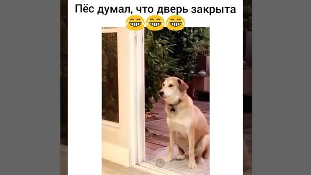 Котоматрица. Человек у двери. Кот замерз. Девушка у двери. Закрой дверь.