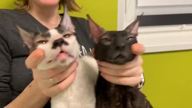 Любимые котики:) смотреть онлайн