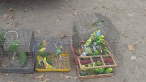 выставка голубей и т д Мелитополь 2018