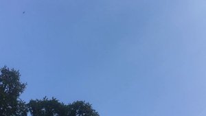 Голуби Баку . Нормально полетали .#ГолубиБаку #Говсаны