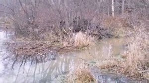 Охота на бобра!Установка капканов. Добыл уток!