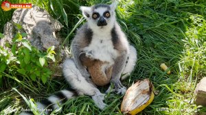 Тикки - настоящая тигрица в теле лемура! Защищает своего малыша! Тайган.