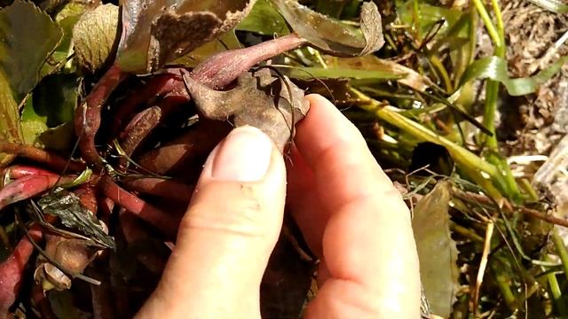 Чилим, водяной орех, чертов орех..Загадочные колючки на Днепре, Черкассы..