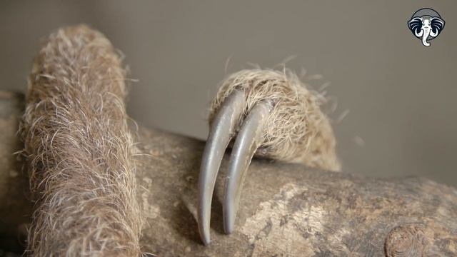 Los PEREZOSOS: Guardianes del dosel TROPICAL смотреть онлайн