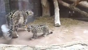 Снежный барс со своим котенком