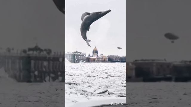 Кит.mp4