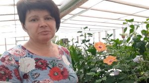 Гибискусы цветут!!! Пополнение новинками??