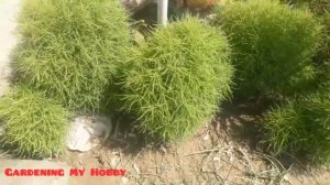 How to grow and care bassia scoparia kochia grass plant summer session plants urdu||Hindi