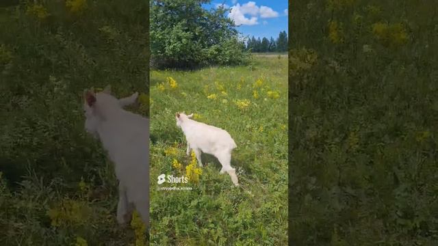 Чудо в сельском поле. #shorts #animals #russia #goat