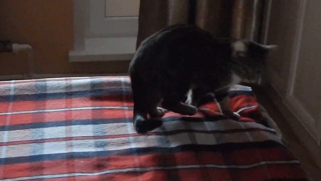 Монстрик, который живет в подушках смотреть онлайн