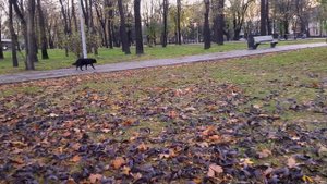 Ступеньки. Братья Мищуки.