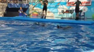 Дельфинарий Сочи парк