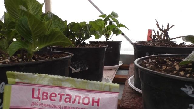 Когда начать менять расцветку гортензий в синий цвет смотреть онлайн