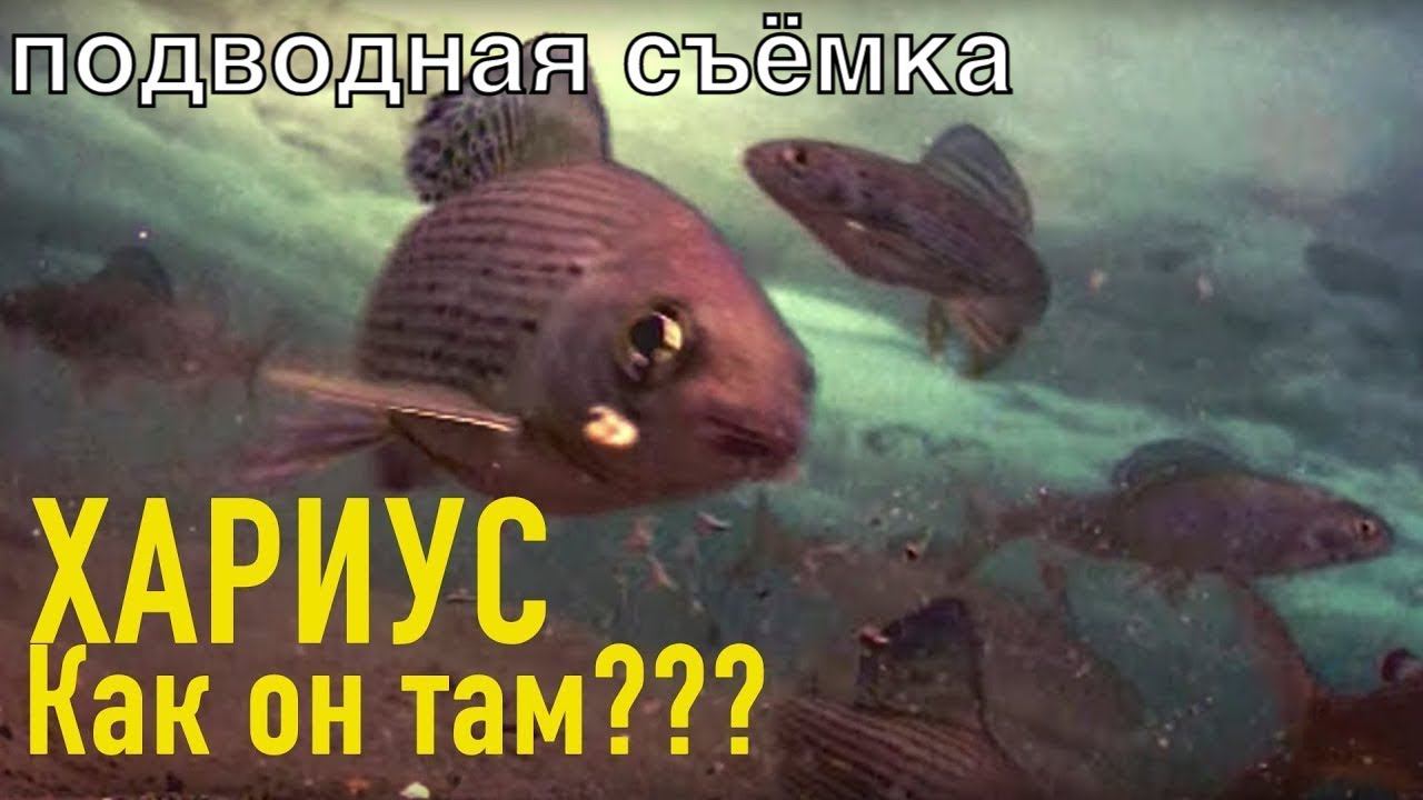 Решили посмотреть что подо льдом и были шокированы. Хариус. Зимняя рыбалка смотреть онлайн