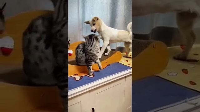 Сумасшедший дом