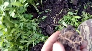 Коп монет 2015. Кладоискатель Курск: Поиск монет с Минелаб Х терра 705 на советском хуторе (часть 2