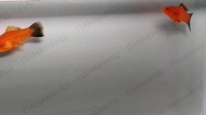 Меченосец красный чернохвостый Разведения ПАНАКФИШ (Xiphophorus helleri)