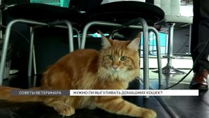 Как выгуливать кошек?