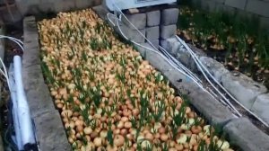 Простой способ виращивания лука на перо ..В зимней теплице .