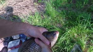 СКРЫТЫЕ  СЕКРЕТЫ ловли карася на поплавок.