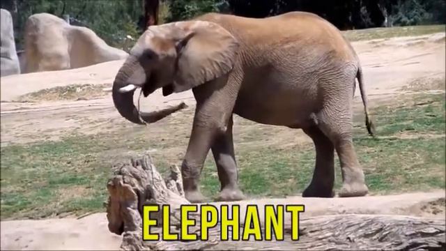 Bolalar uchun hayvonlar tovushlar | Звуки животных для детей | Sons d'animaux pour les enfants