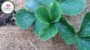 НУЖНО ЛИ УКРЫВАТЬ КЛУБНИКУ НА ЗИМУ