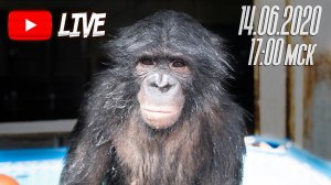 Дан Запашный, его шимпанзе Мальта и Боня в Магнитогорском цирке 14.06.2020