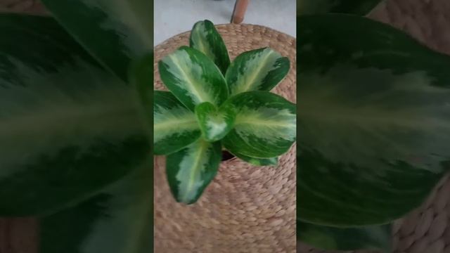 Aglaonema Green Bowl