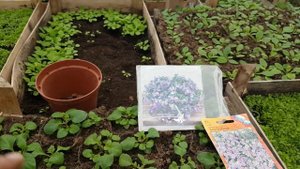 БАКОПА выращивание из семян. ВАЖНАЯ ПРИЩИПКА. бакопа из семян. бакопа ампельная. видео