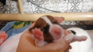 Щенки джек рассела. роды, джек рассел рожает.