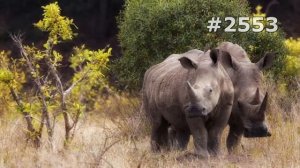 #2553. Носороги (В мире животных)