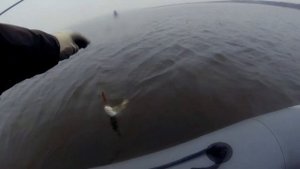 Criminal fishing // Ловля кумжи в Финском заливе