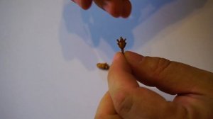 Туя западная из семян в домашних условиях. Как собирать семена туи.