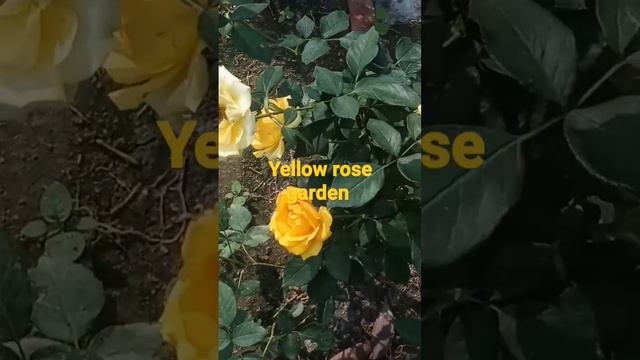 yellow rose || rose garden ||KrishBarman ||