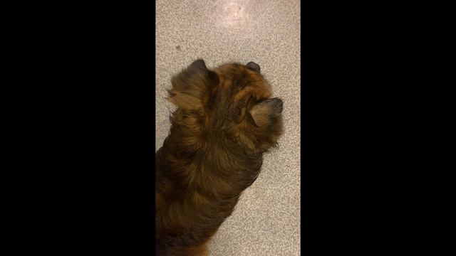 Жизнь маленького чихуахуа смотреть онлайн