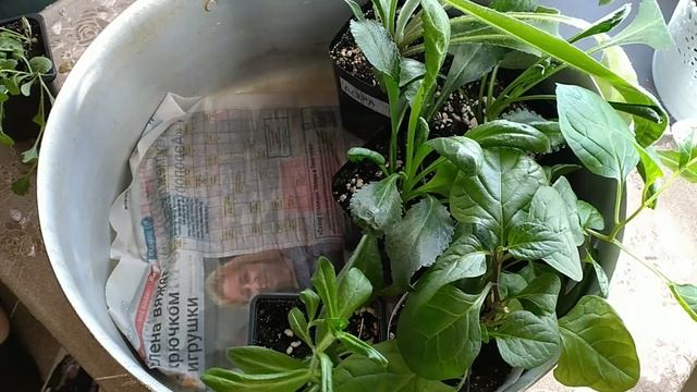 ?ВЫРАСТИЛА ДЛЯ МАМЫ МНОГОЛЕТНИЕ ЦВЕТЫ?️ И ПОЧВОПОКРОВНИКИ ИЗ СЕМЯН смотреть онлайн